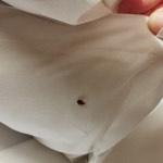 Bed Bugs
