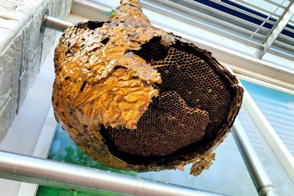 Wasp Nest | Bed Bug Exterminator in MI