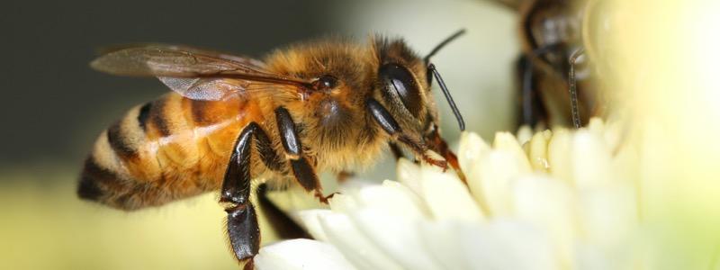 Bees