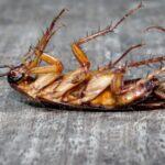 Cockroach