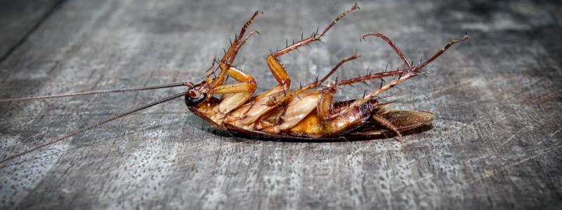 Cockroach
