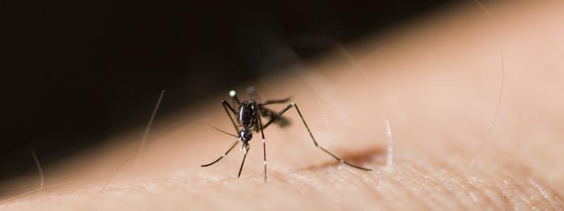 Mosquitos