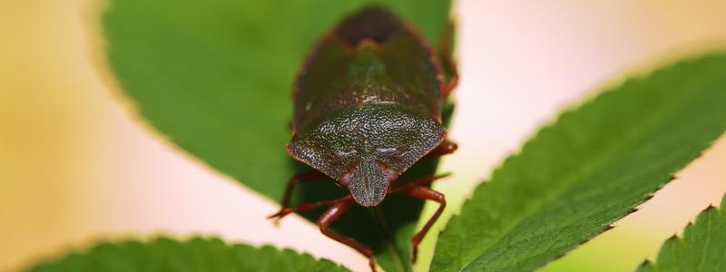 Stink Bug