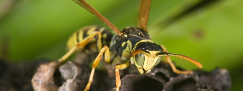 Wasps