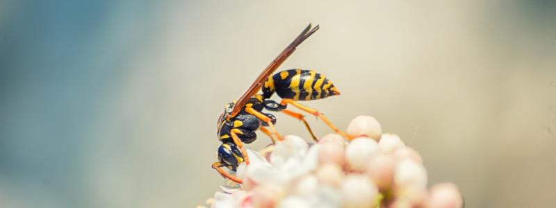Yellowjackets