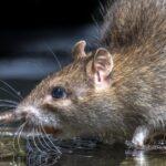 Rats & Mice