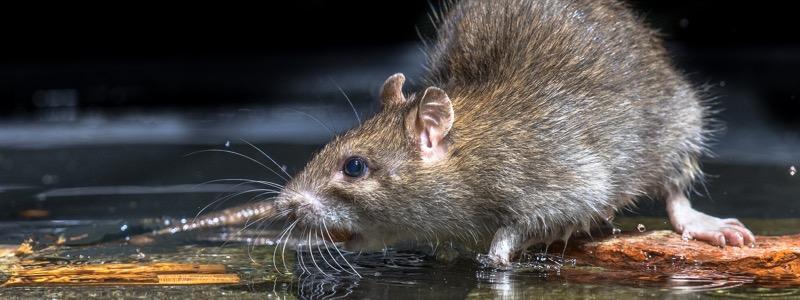 Rats & Mice