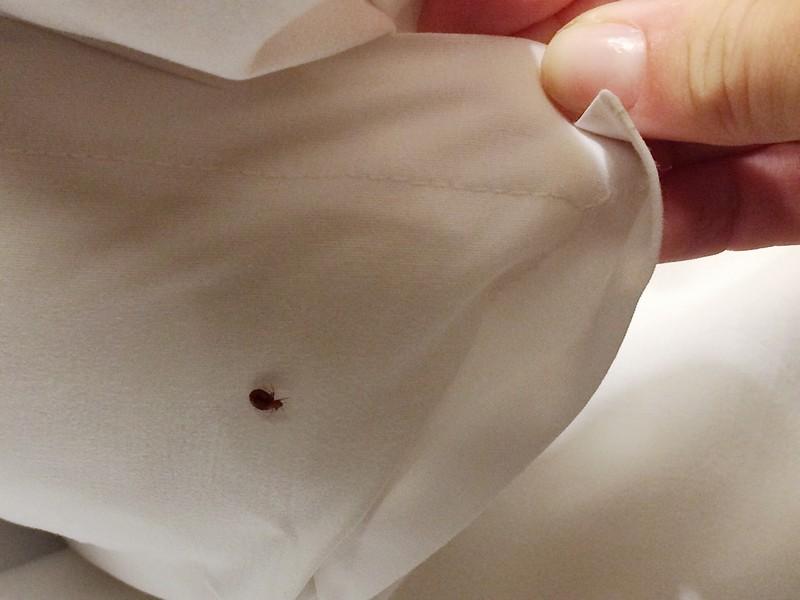 Bed Bug Exterminator