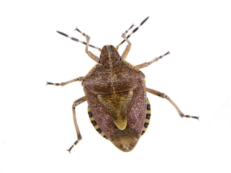 Stink Bug Exterminator