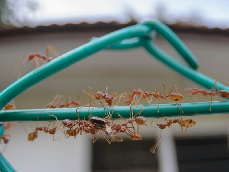 Pest Control Near Me