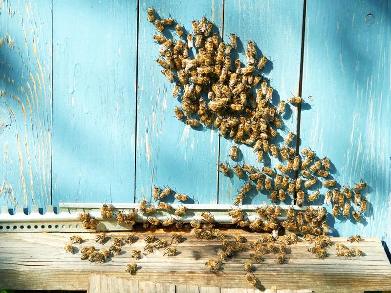 Bee Pest Control