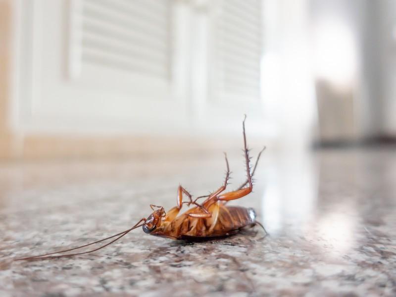 Home Pest Control