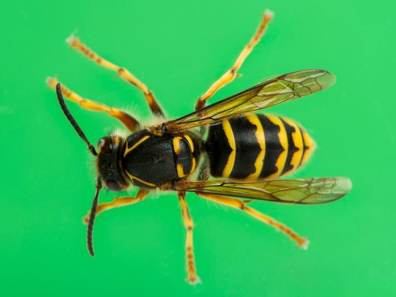 Yellowjackets Pest Control
