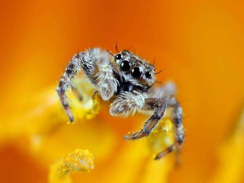 Spider Pest Control