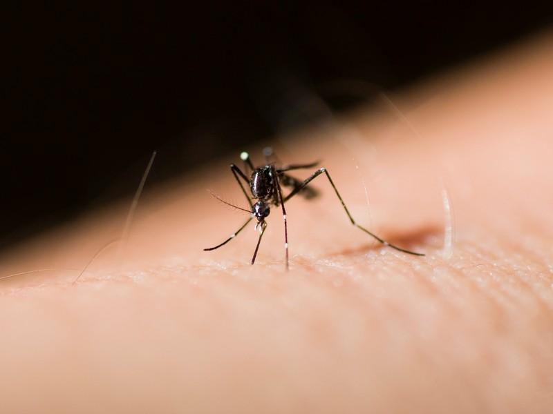 Mosquito Pest Control