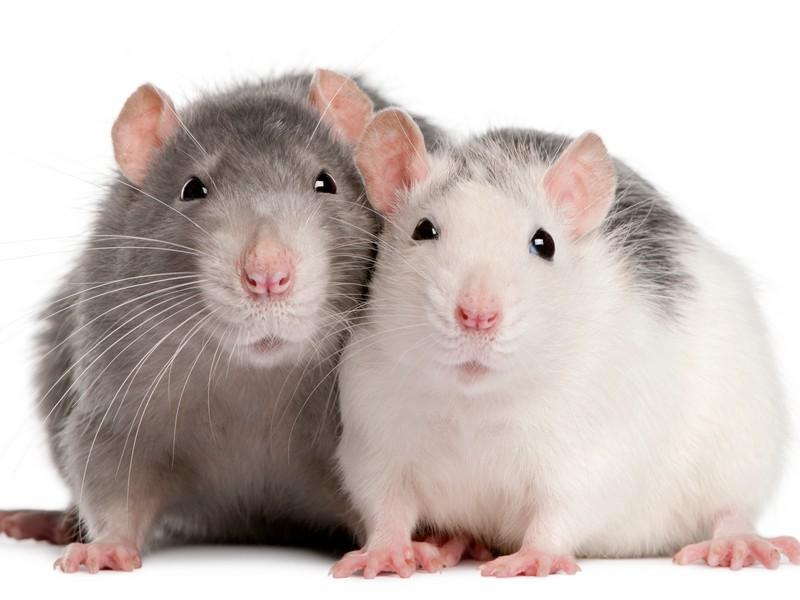 Rat Pest Control Exterminator