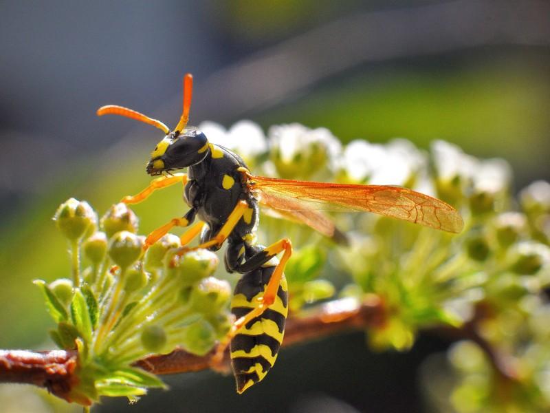 Wasp Pest Control