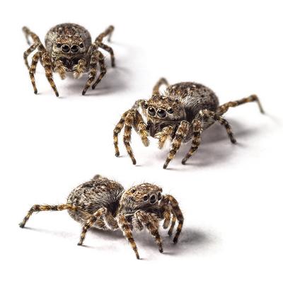 How To Stop Attracting Spiders