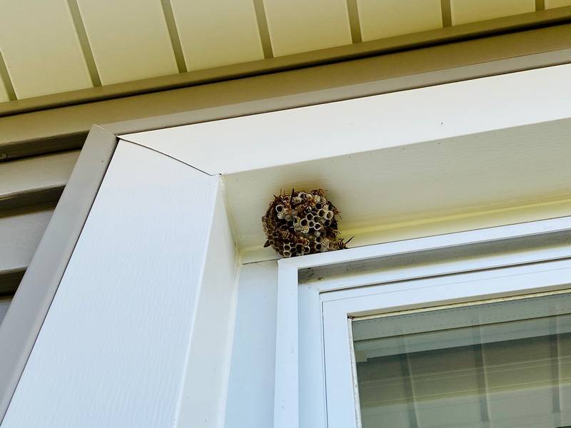 When To Call A Bee Exterminator